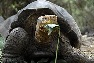 riesenschildkröte